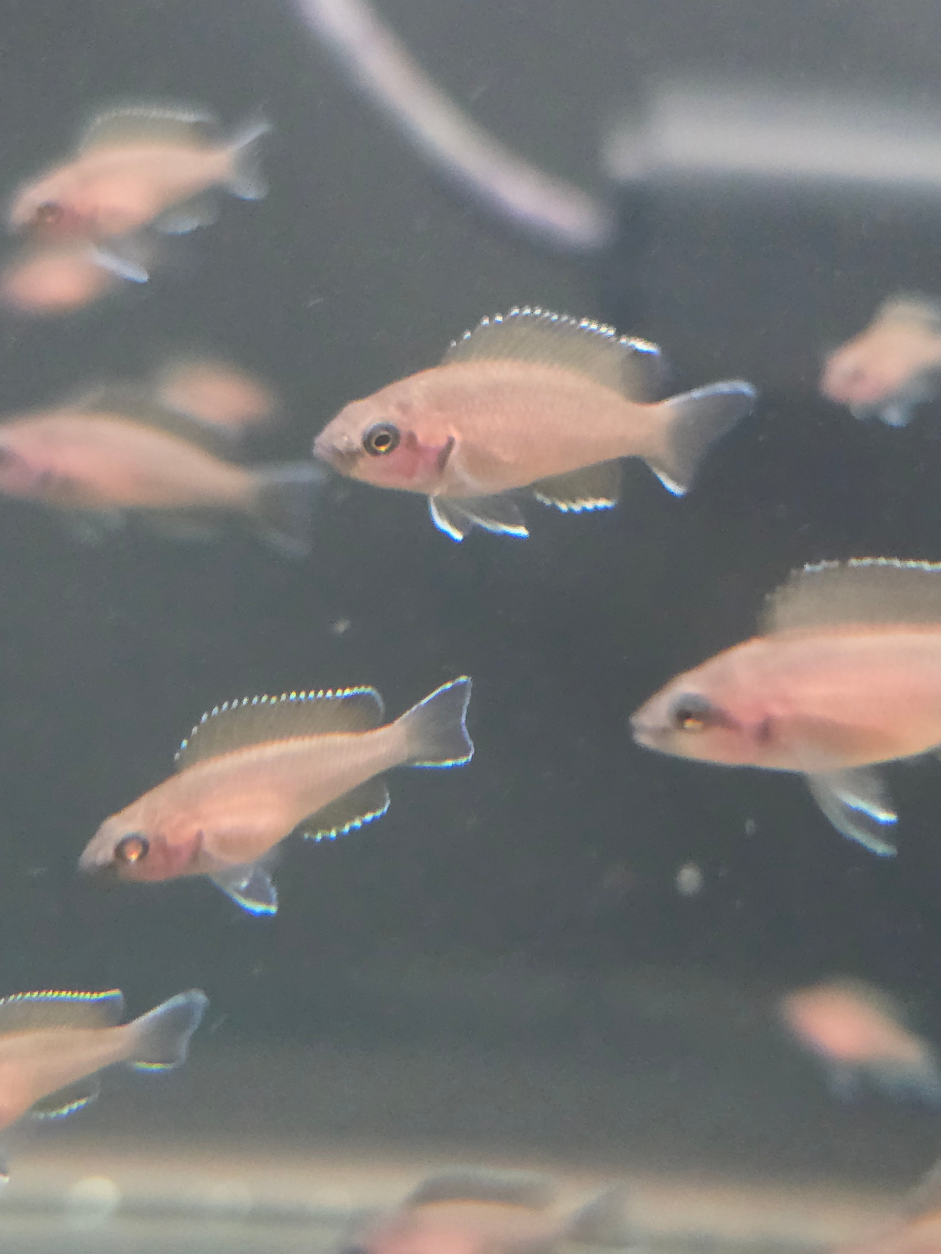 6 pack of Neolamprologus Brichardi (Princess of Burundi) – Tank Raised – Tanganyika Cichlid – 1–1.5"