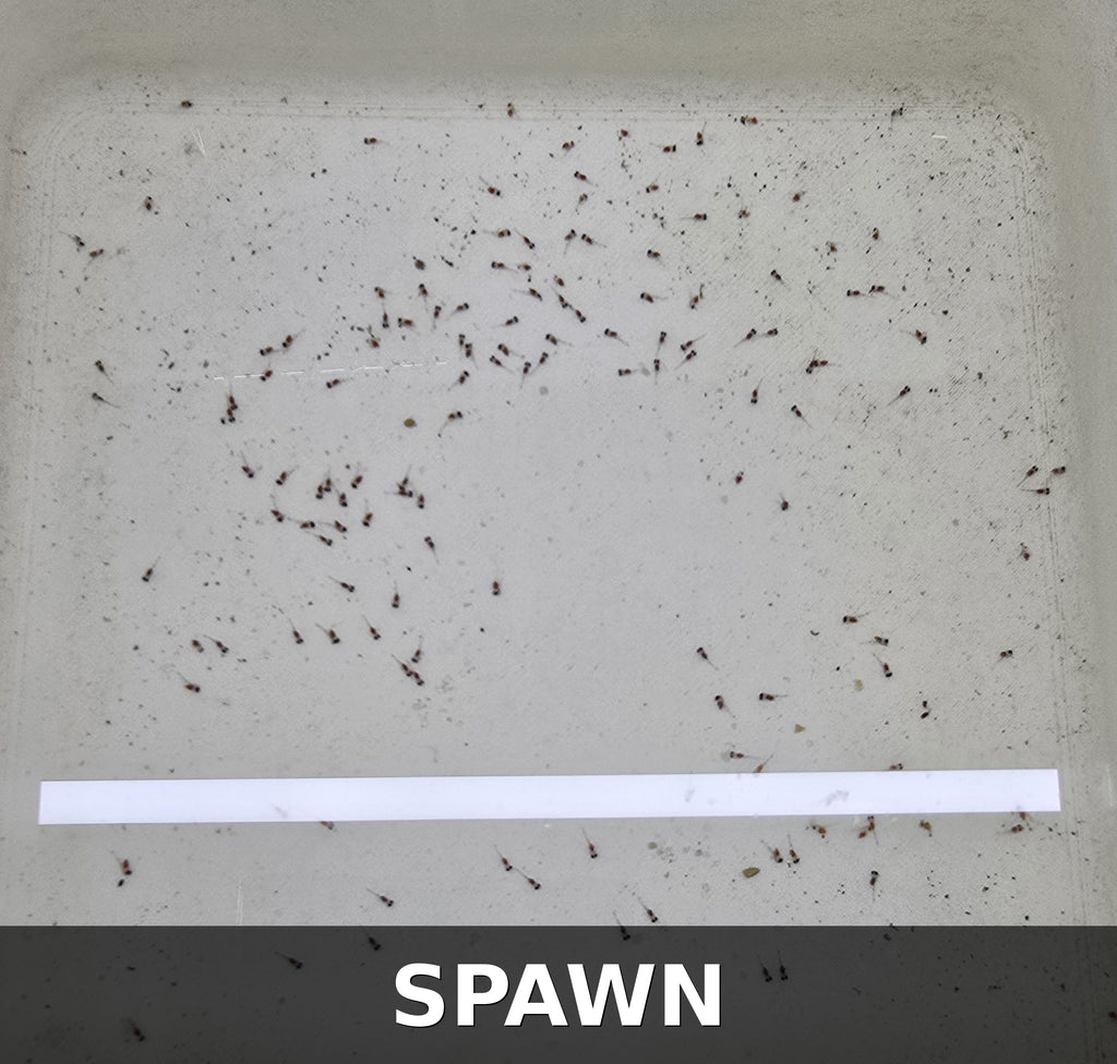 Proven Breeding Pair – Apistogramma cacatuoides "Orange Flash"