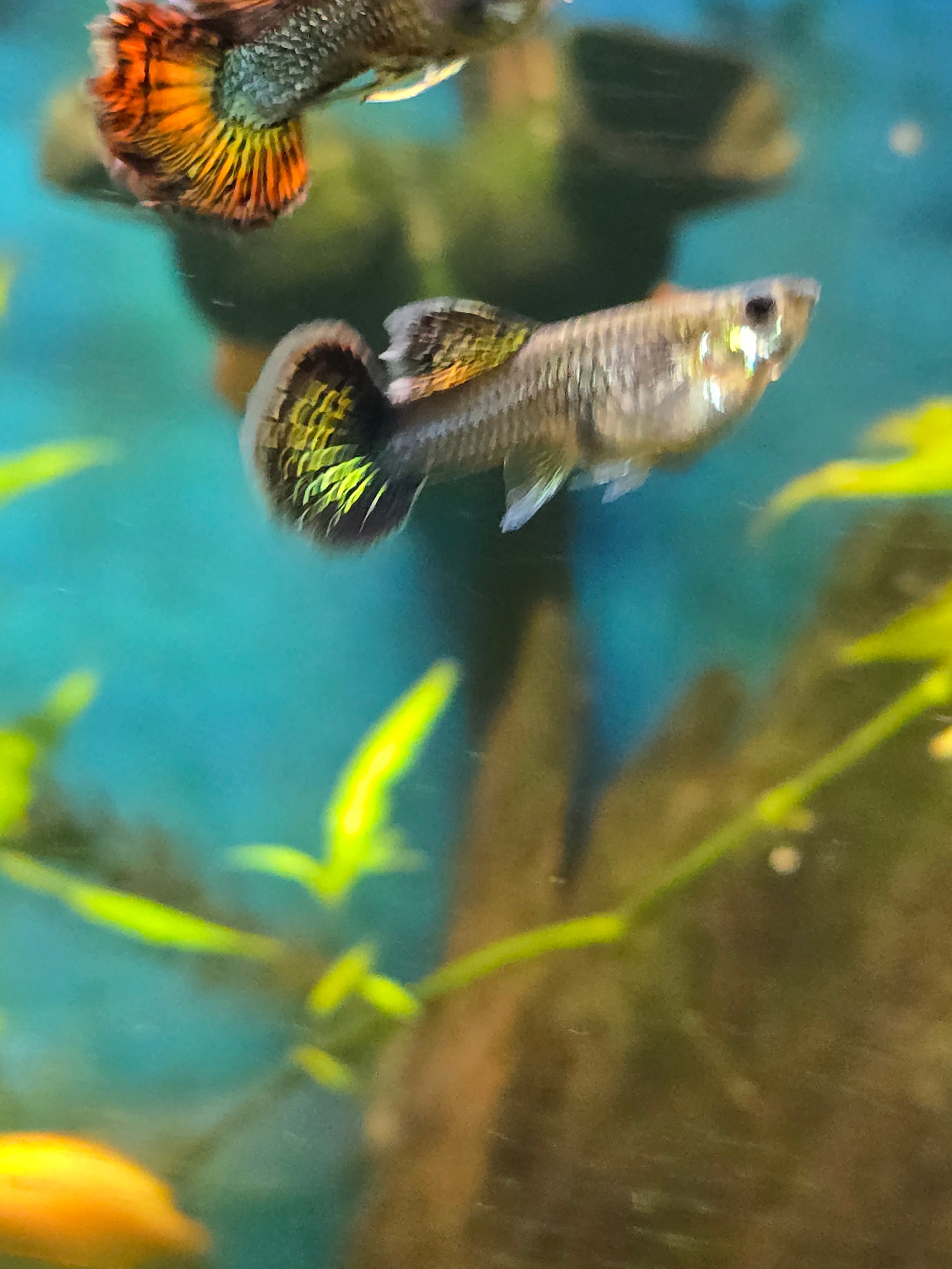 Metallic Red Dragon Guppies – Breeding Trio (1 Male / 2 Females)