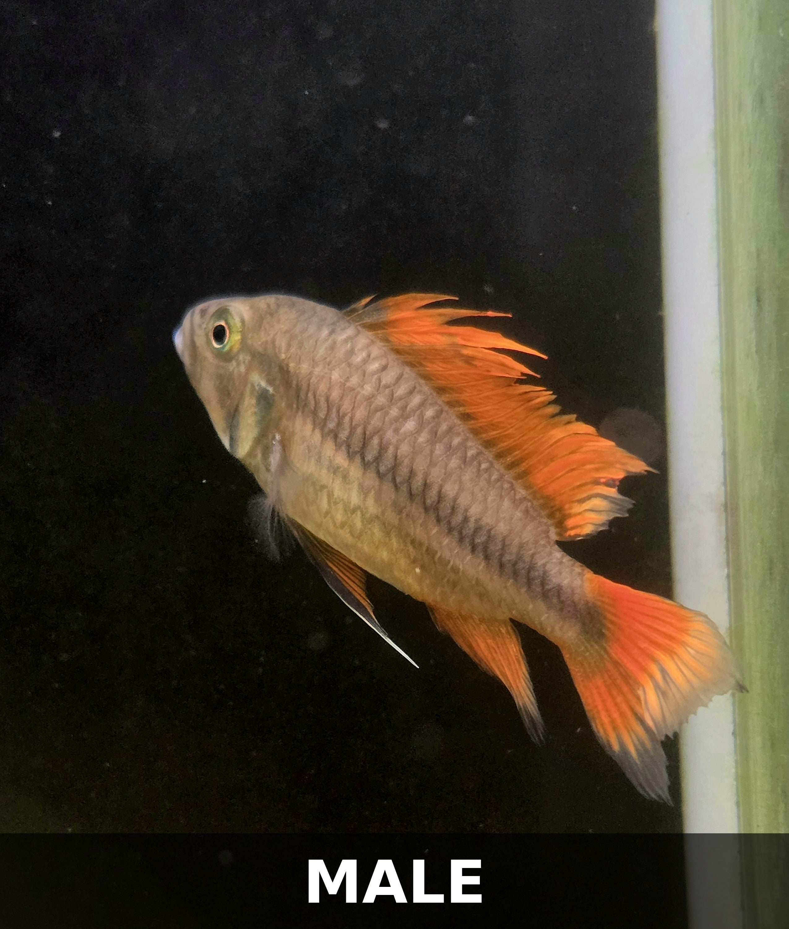 Proven Breeding Pair – Apistogramma cacatuoides "Orange Flash"