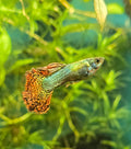 Metallic Red Dragon Guppies – Breeding Trio (1 Male / 2 Females)