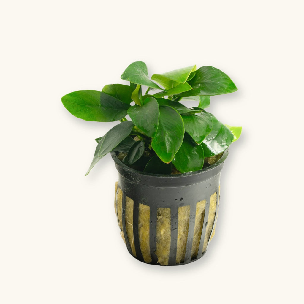 Anubias Nana (Hardy Live Aquarium Plant)