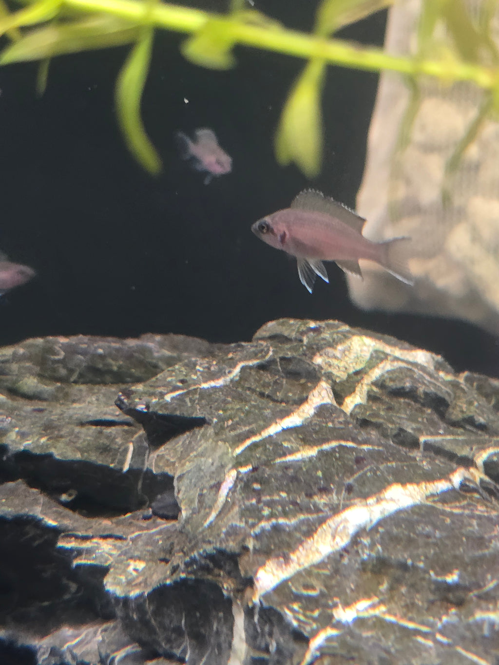 6 pack of Neolamprologus Brichardi (Princess of Burundi) – Tank Raised – Tanganyika Cichlid – 1–1.5"