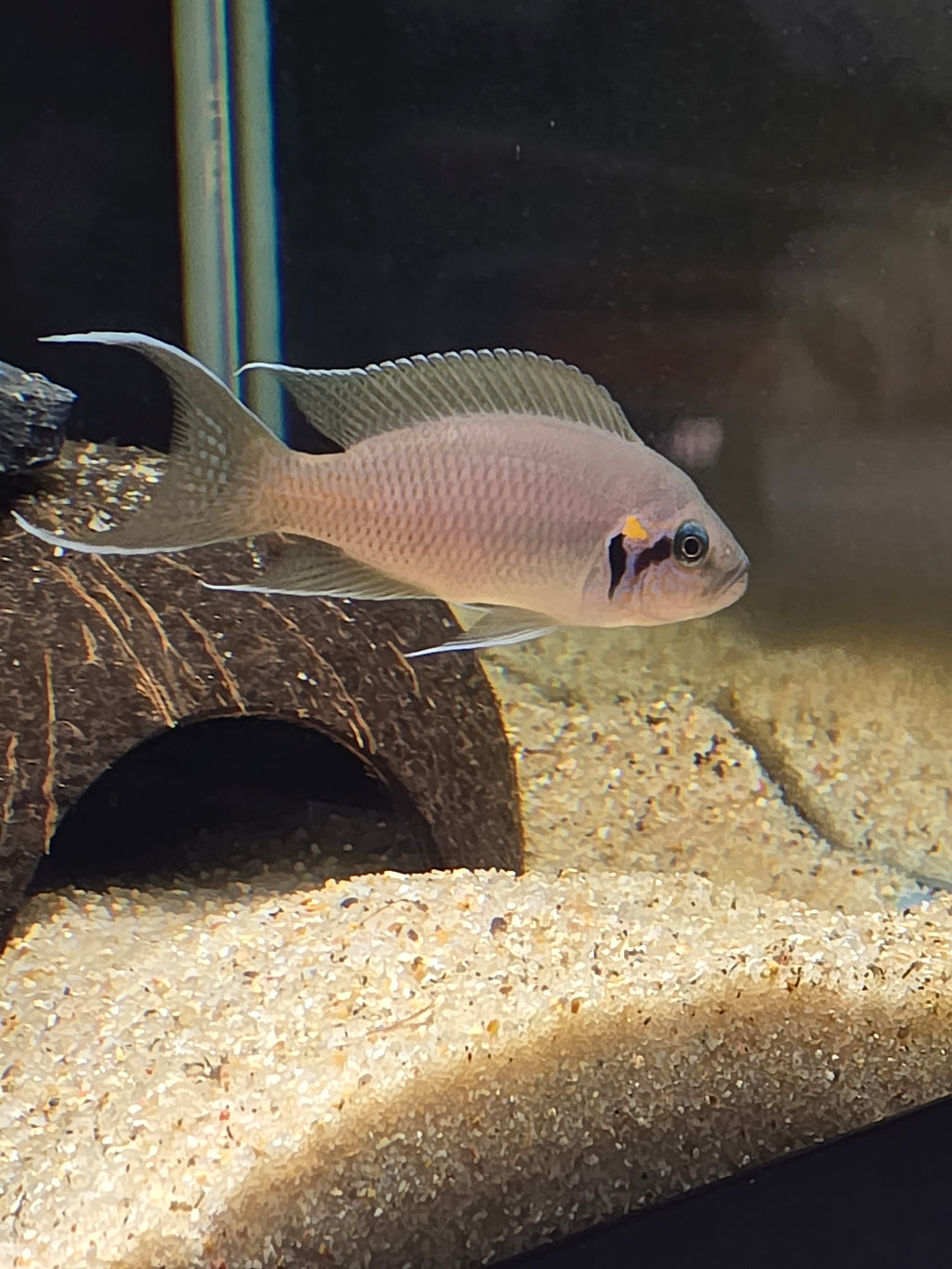 6 pack of Neolamprologus Brichardi (Princess of Burundi) – Tank Raised – Tanganyika Cichlid – 1–1.5"