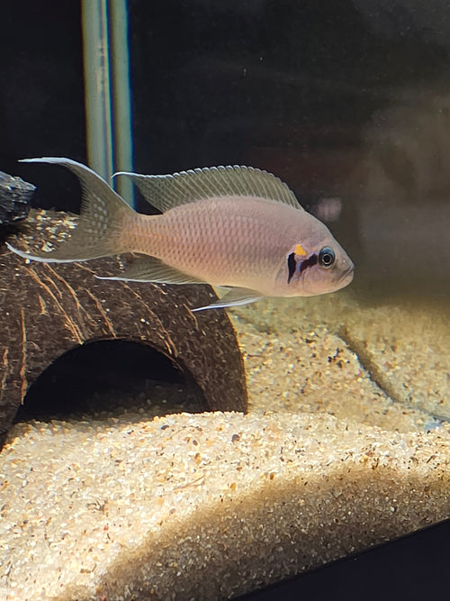 6 pack of Neolamprologus Brichardi (Princess of Burundi) – Tank Raised – Tanganyika Cichlid – 1–1.5"