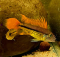 Apistogramma cacatuoides “Orange Flash”  Pair