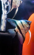 Blue Zebra Angelfish (2.5” to 3") – Freshwater Tropical Fish