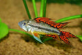 Apistogramma cacatuoides Triple Red male - tank raised