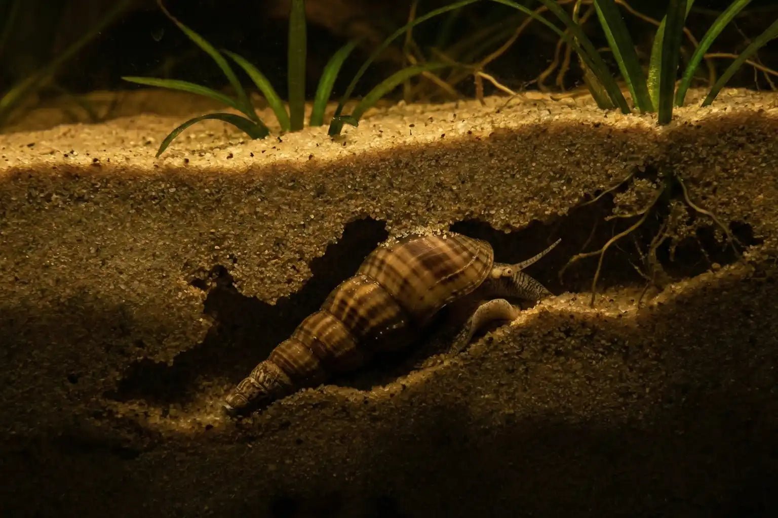 Malaysian Trumpet Snails – Freshwater Aquarium Cleanup Crew 10pk